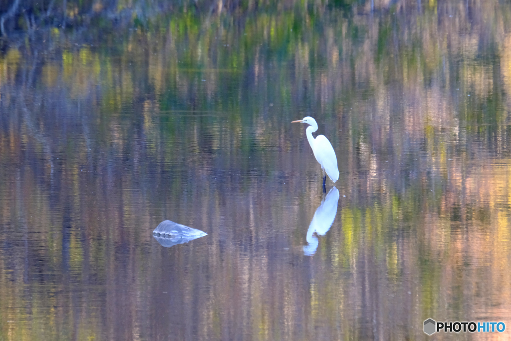 晩秋の水辺　鷺
