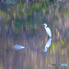 晩秋の水辺　鷺