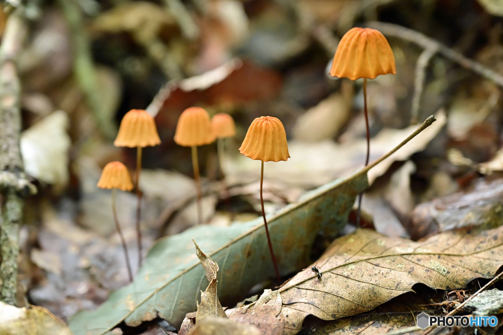 キノコの森　Ⅰ