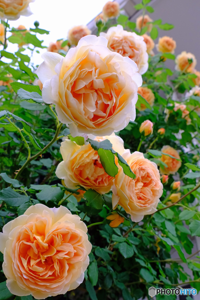 薔薇が降る