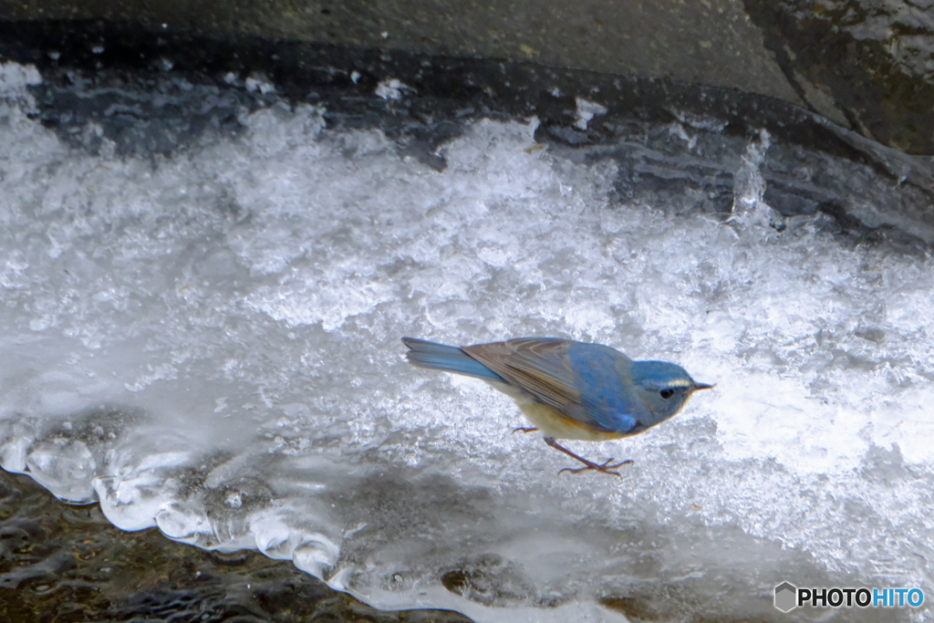 寒中の青　凍る