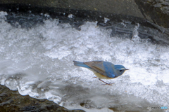 寒中の青　凍る