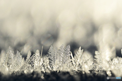 －10℃の朝　Ⅰ