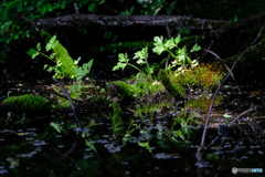山上の池