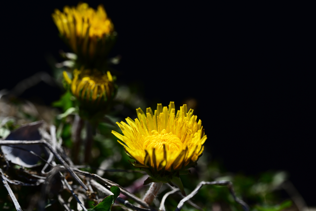 タンポポの季節到来
