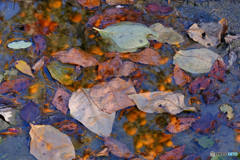 晩秋の水辺　柿