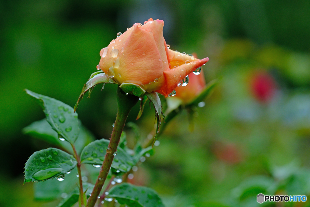 雨上がりの薔薇