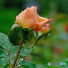 雨上がりの薔薇