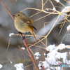 雪中の鳥　Ⅶ