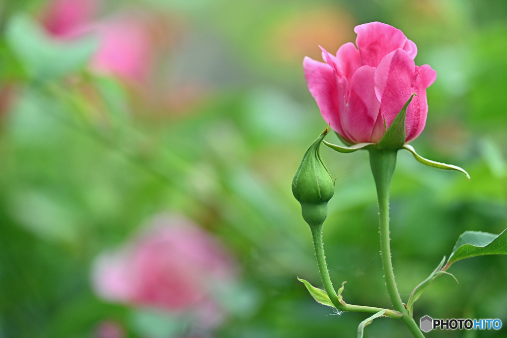 薔薇の季節