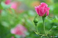 薔薇の季節