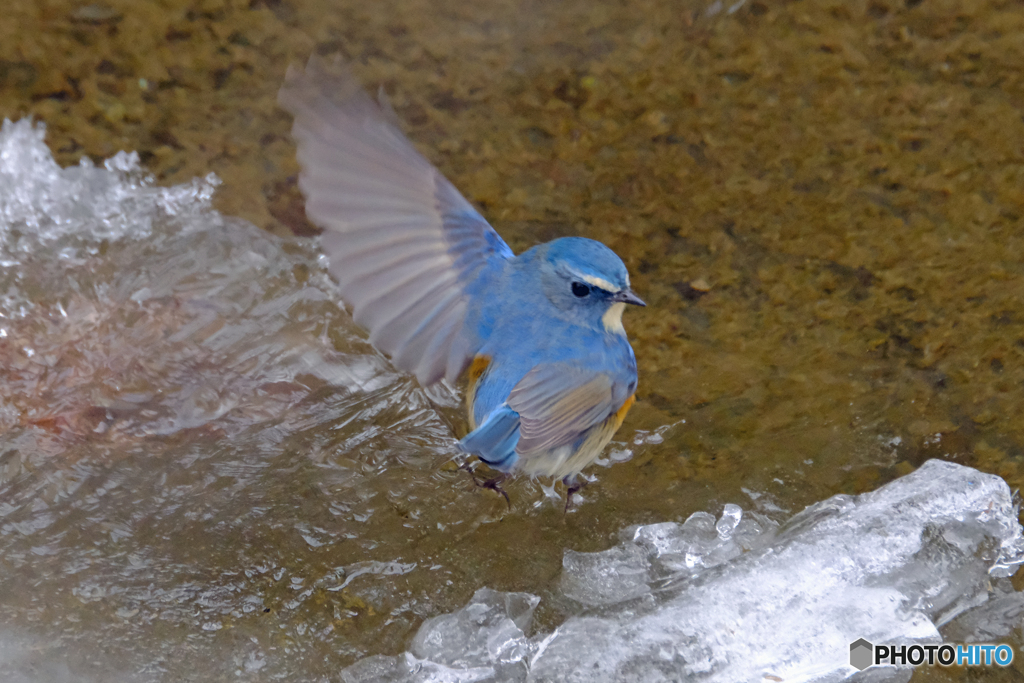 寒中の青　飛ぶ