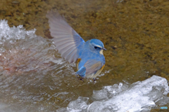 寒中の青　飛ぶ