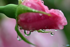 雨の日の薔薇