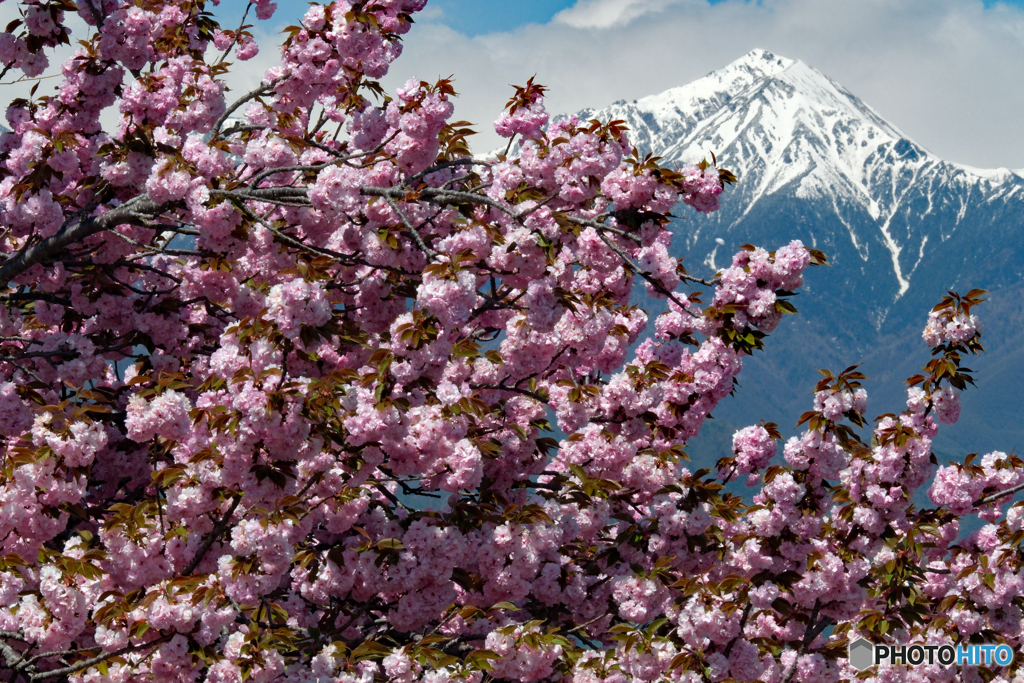 八重桜と常念岳