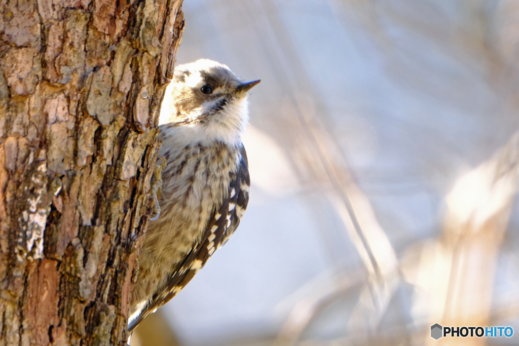 ひょっこり　Ⅱ