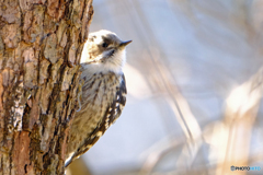 ひょっこり　Ⅱ