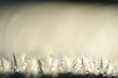 －10℃の朝　Ⅱ