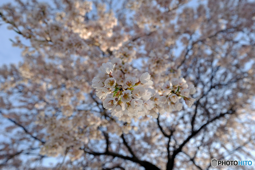 サクラ咲く