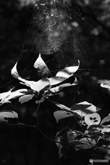 蜘蛛の巣