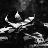 蜘蛛の巣