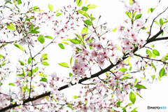 桜花散りゆく
