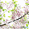 桜花散りゆく