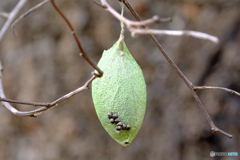 ウスタビガ　繭と卵