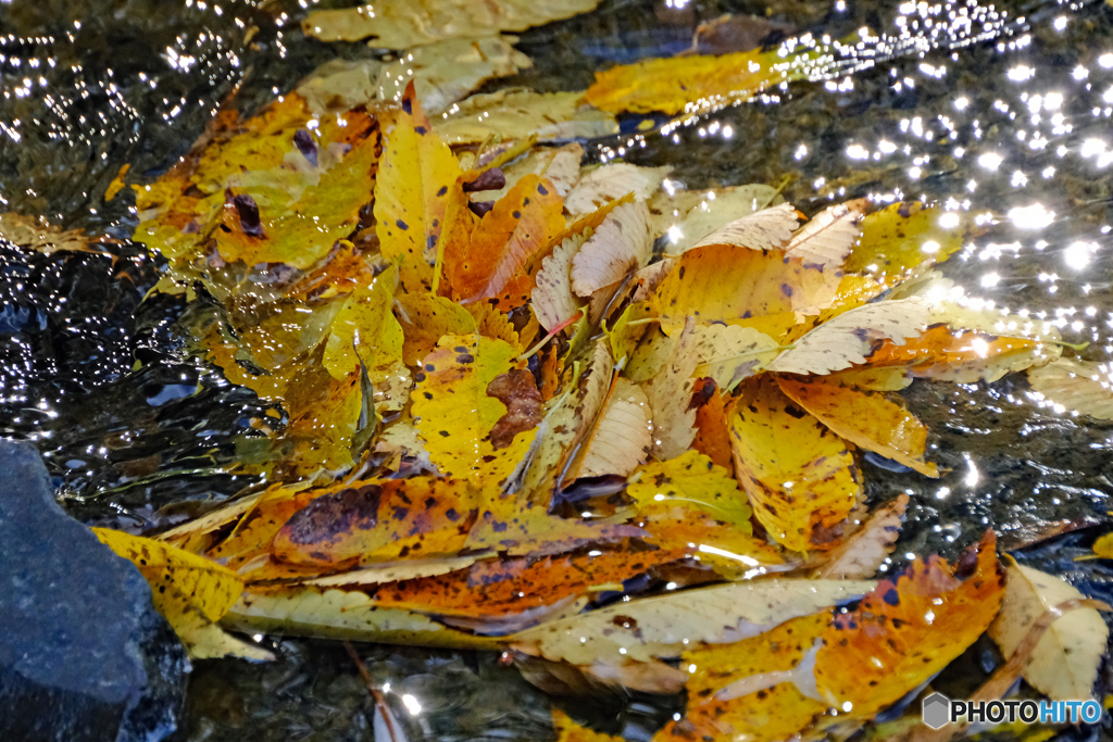 落ち葉流れる