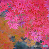 紅葉　Ⅰ