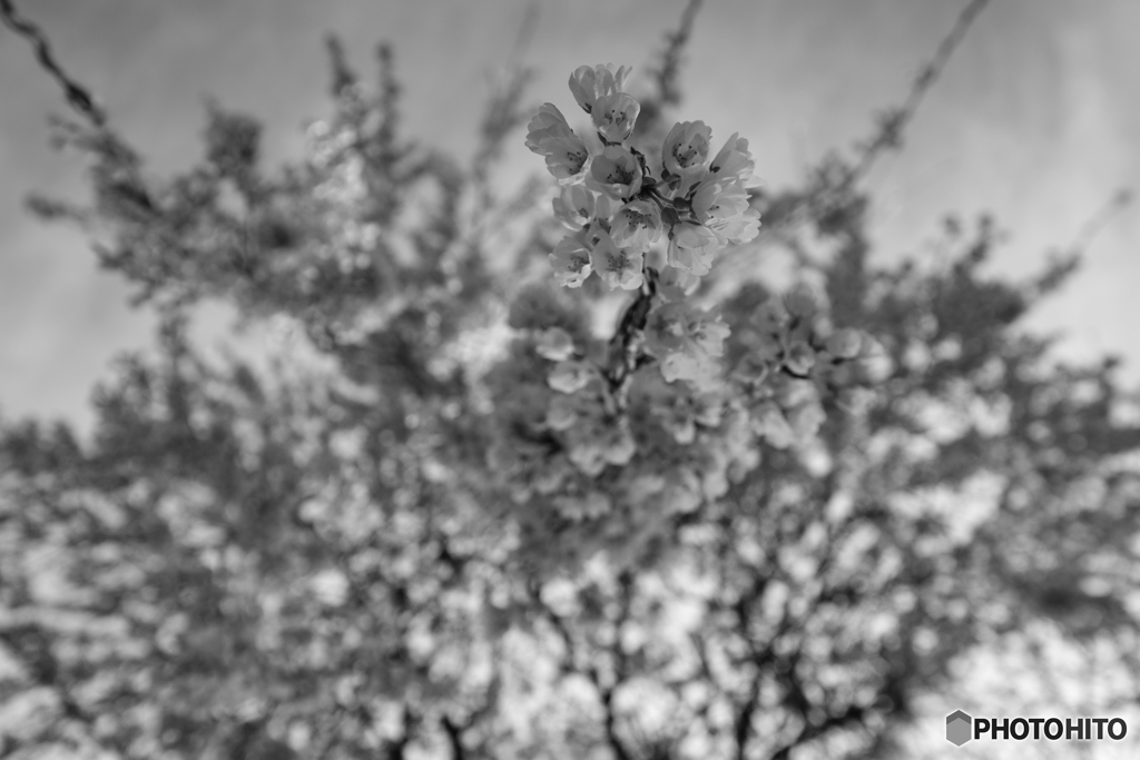 桜降る