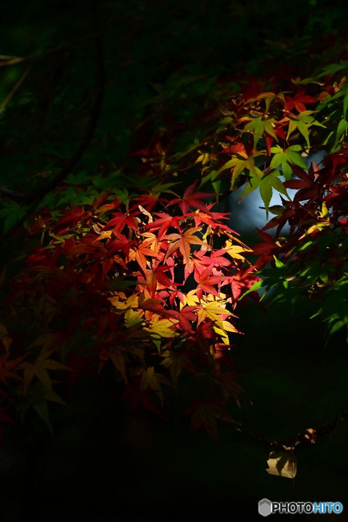 スポットライト