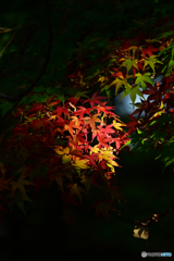 スポットライト