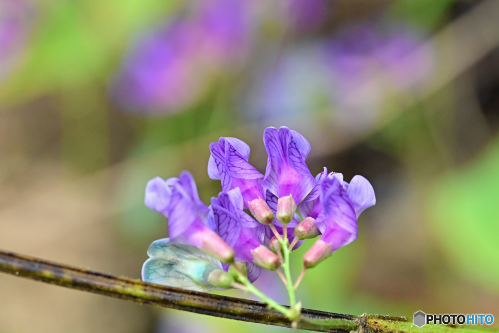 紫色の花