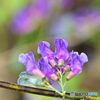 紫色の花