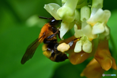 蜂