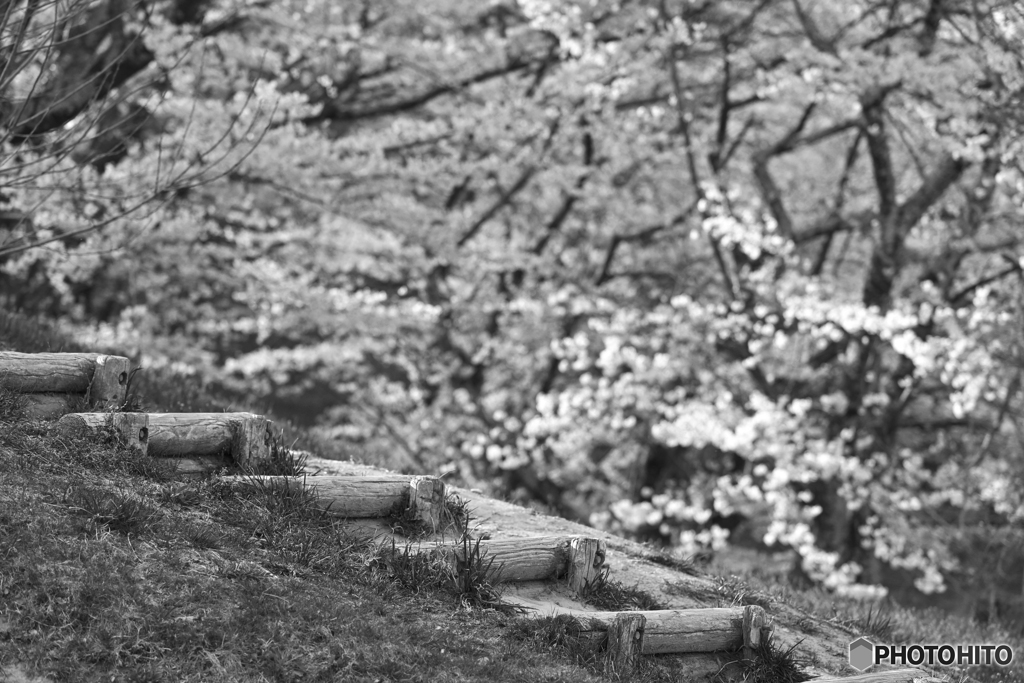 山上の花見