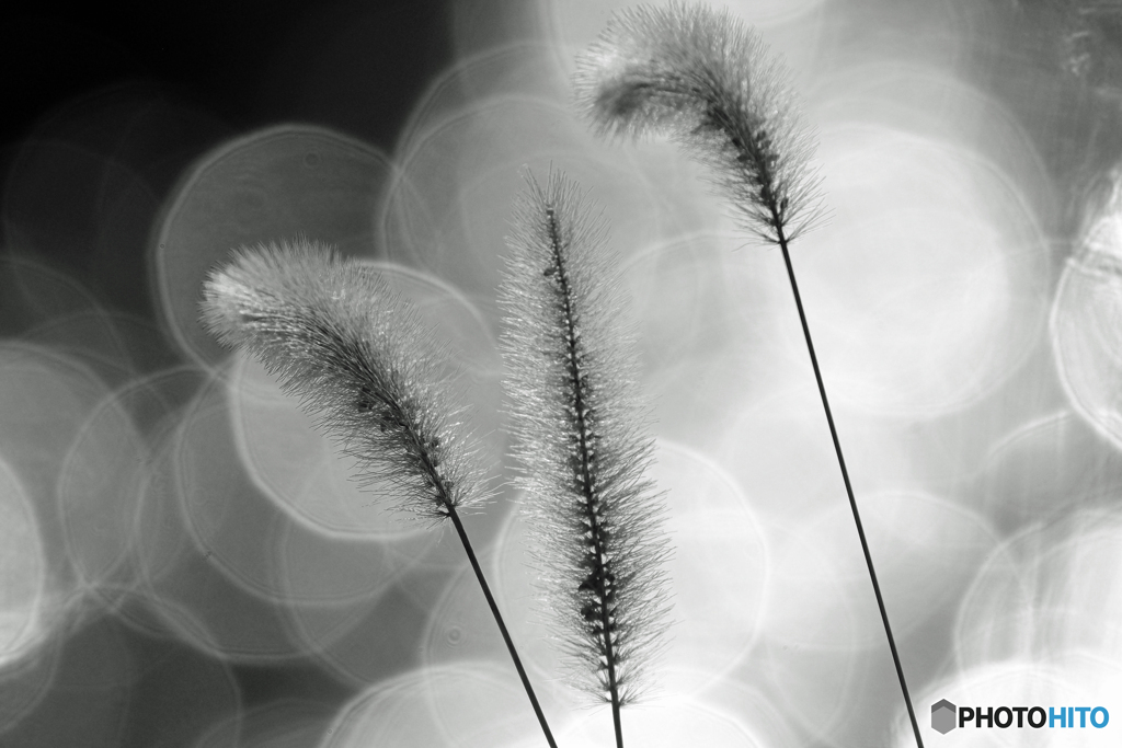 晩秋の水辺　Ⅰ