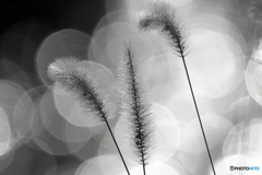 晩秋の水辺　Ⅰ