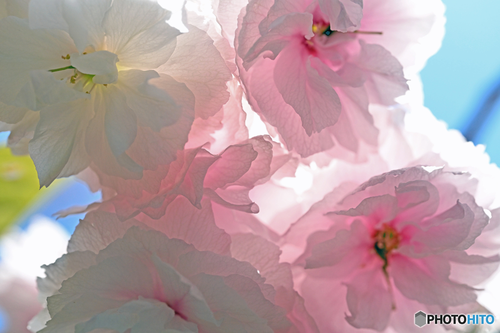 ピンクの八重桜