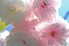 ピンクの八重桜