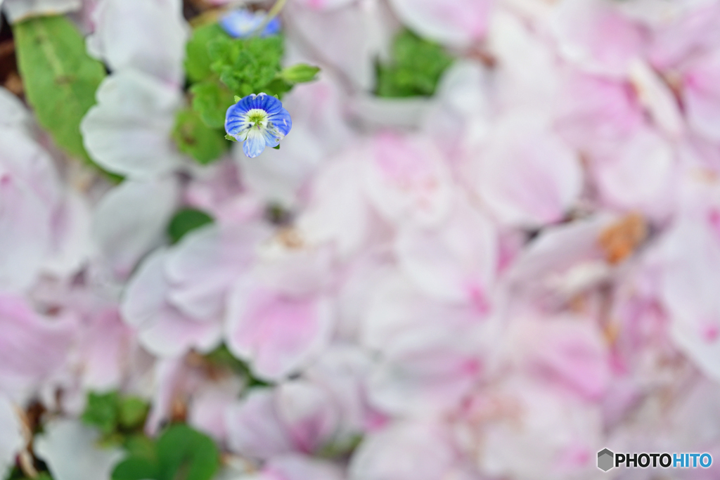 桜花散れど