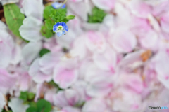 桜花散れど