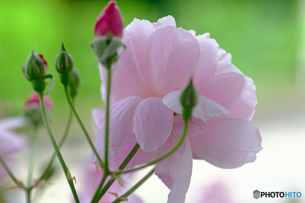 窓外の薔薇　Ⅱ