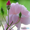 窓外の薔薇　Ⅱ