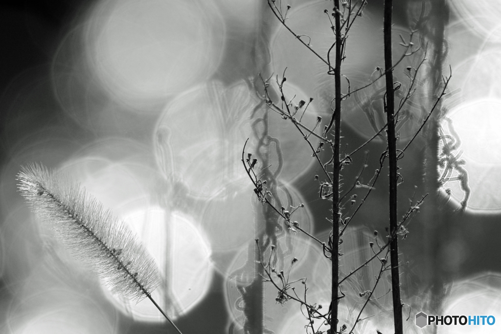 晩秋の水辺　Ⅱ