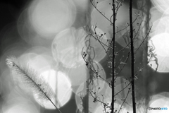 晩秋の水辺　Ⅱ