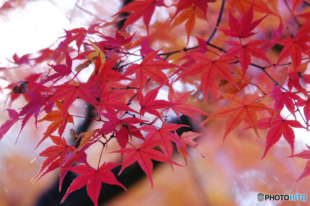 紅葉