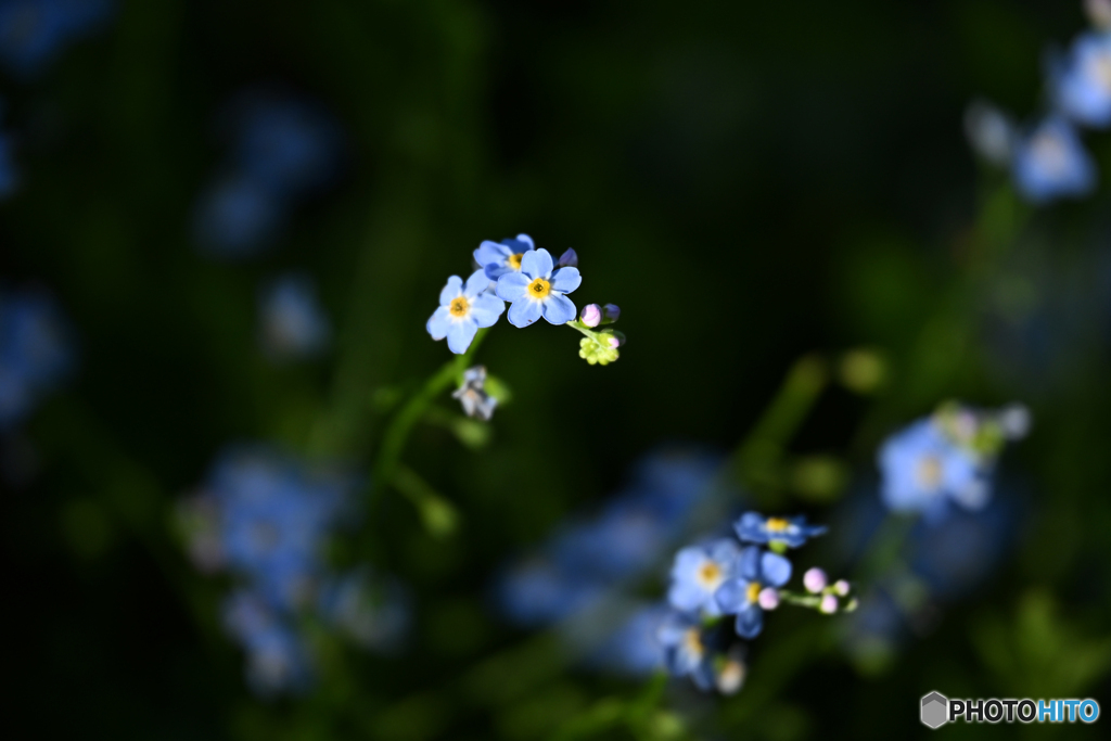 青い花　Ⅱ