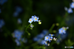 青い花　Ⅱ